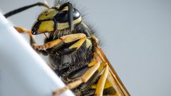 МЕТЕОВЕСТИ - прогноз погоды и новости о погоде от ФОБОС