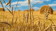 МЕТЕОВЕСТИ - прогноз погоды и новости о погоде от ФОБОС