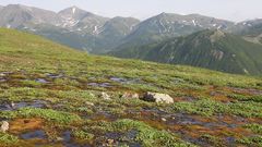 Тундра летом