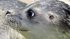 МЕТЕОВЕСТИ - прогноз погоды и новости о погоде от ФОБОС