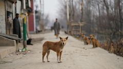 МЕТЕОВЕСТИ - прогноз погоды и новости о погоде от ФОБОС