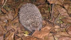 Пора от зимы прятаться...