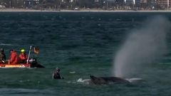 Спасение кита