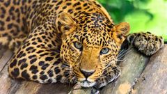 МЕТЕОВЕСТИ - прогноз погоды и новости о погоде от ФОБОС