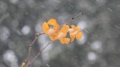МЕТЕОВЕСТИ - прогноз погоды и новости о погоде от ФОБОС