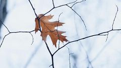 Поздняя осень