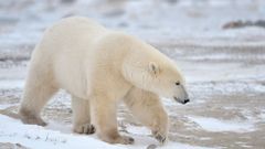 МЕТЕОВЕСТИ - прогноз погоды и новости о погоде от ФОБОС