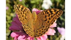 Лето и бабочки