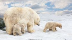 МЕТЕОВЕСТИ - прогноз погоды и новости о погоде от ФОБОС