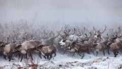 МЕТЕОВЕСТИ - прогноз погоды и новости о погоде от ФОБОС