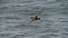 Буревестник