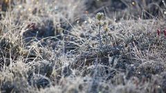 Заморозки