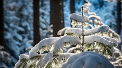 МЕТЕОВЕСТИ - прогноз погоды и новости о погоде от ФОБОС