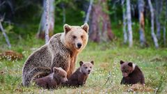 МЕТЕОВЕСТИ - прогноз погоды и новости о погоде от ФОБОС