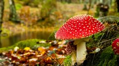 МЕТЕОВЕСТИ - прогноз погоды и новости о погоде от ФОБОС