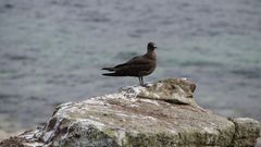 Поморник в Антарктиде