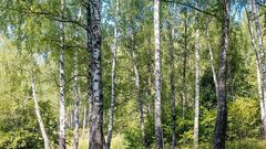 МЕТЕОВЕСТИ - прогноз погоды и новости о погоде от ФОБОС