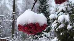 Рябиновая зима