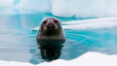 МЕТЕОВЕСТИ - прогноз погоды и новости о погоде от ФОБОС