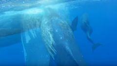 МЕТЕОВЕСТИ - прогноз погоды и новости о погоде от ФОБОС