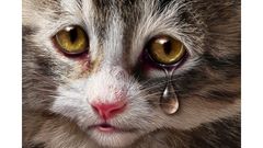 МЕТЕОВЕСТИ - прогноз погоды и новости о погоде от ФОБОС