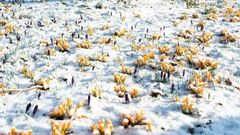 Последний снег