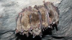 МЕТЕОВЕСТИ - прогноз погоды и новости о погоде от ФОБОС