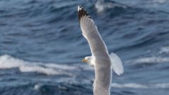 МЕТЕОВЕСТИ - прогноз погоды и новости о погоде от ФОБОС