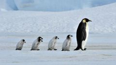 МЕТЕОВЕСТИ - прогноз погоды и новости о погоде от ФОБОС