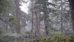 МЕТЕОВЕСТИ - прогноз погоды и новости о погоде от ФОБОС