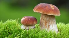 МЕТЕОВЕСТИ - прогноз погоды и новости о погоде от ФОБОС