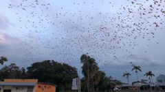 МЕТЕОВЕСТИ - прогноз погоды и новости о погоде от ФОБОС