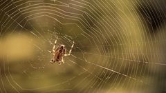 МЕТЕОВЕСТИ - прогноз погоды и новости о погоде от ФОБОС