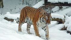 МЕТЕОВЕСТИ - прогноз погоды и новости о погоде от ФОБОС