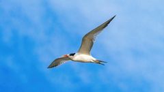 МЕТЕОВЕСТИ - прогноз погоды и новости о погоде от ФОБОС