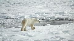 Белый медведь