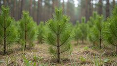 Молодой лес