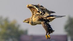 МЕТЕОВЕСТИ - прогноз погоды и новости о погоде от ФОБОС