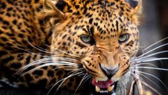 МЕТЕОВЕСТИ - прогноз погоды и новости о погоде от ФОБОС