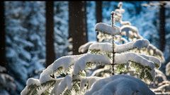МЕТЕОВЕСТИ - прогноз погоды и новости о погоде от ФОБОС