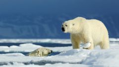 МЕТЕОВЕСТИ - прогноз погоды и новости о погоде от ФОБОС