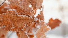 МЕТЕОВЕСТИ - прогноз погоды и новости о погоде от ФОБОС
