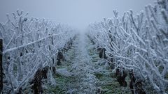 МЕТЕОВЕСТИ - прогноз погоды и новости о погоде от ФОБОС