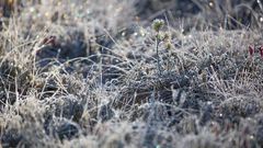 МЕТЕОВЕСТИ - прогноз погоды и новости о погоде от ФОБОС
