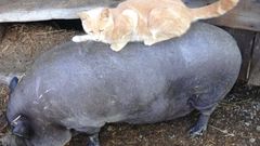 МЕТЕОВЕСТИ - прогноз погоды и новости о погоде от ФОБОС