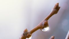 МЕТЕОВЕСТИ - прогноз погоды и новости о погоде от ФОБОС