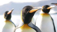 МЕТЕОВЕСТИ - прогноз погоды и новости о погоде от ФОБОС