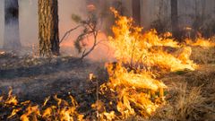 МЕТЕОВЕСТИ - прогноз погоды и новости о погоде от ФОБОС