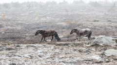 МЕТЕОВЕСТИ - прогноз погоды и новости о погоде от ФОБОС