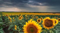 МЕТЕОВЕСТИ - прогноз погоды и новости о погоде от ФОБОС